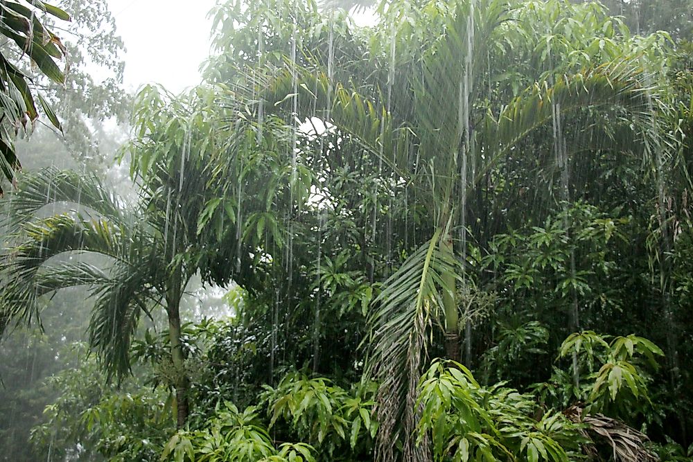Rain in the Cambodian jungle.
