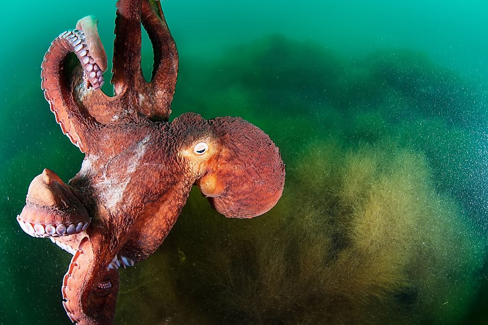 The octopus has a complex nervous system.