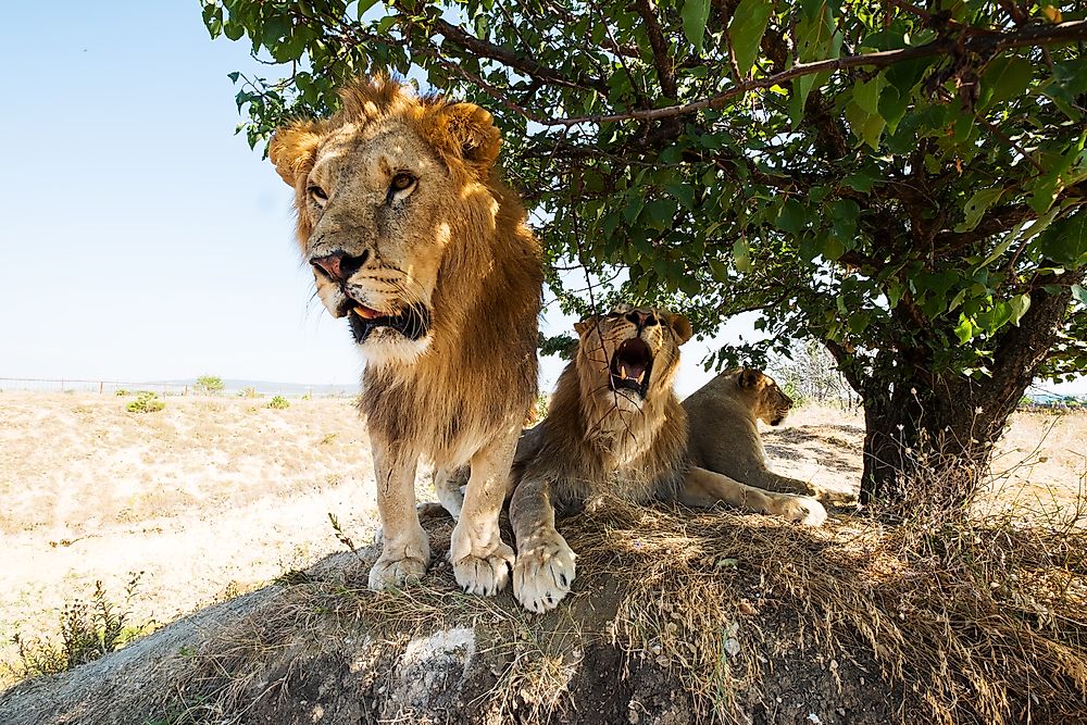 Lions can be found in Burkina Faso.