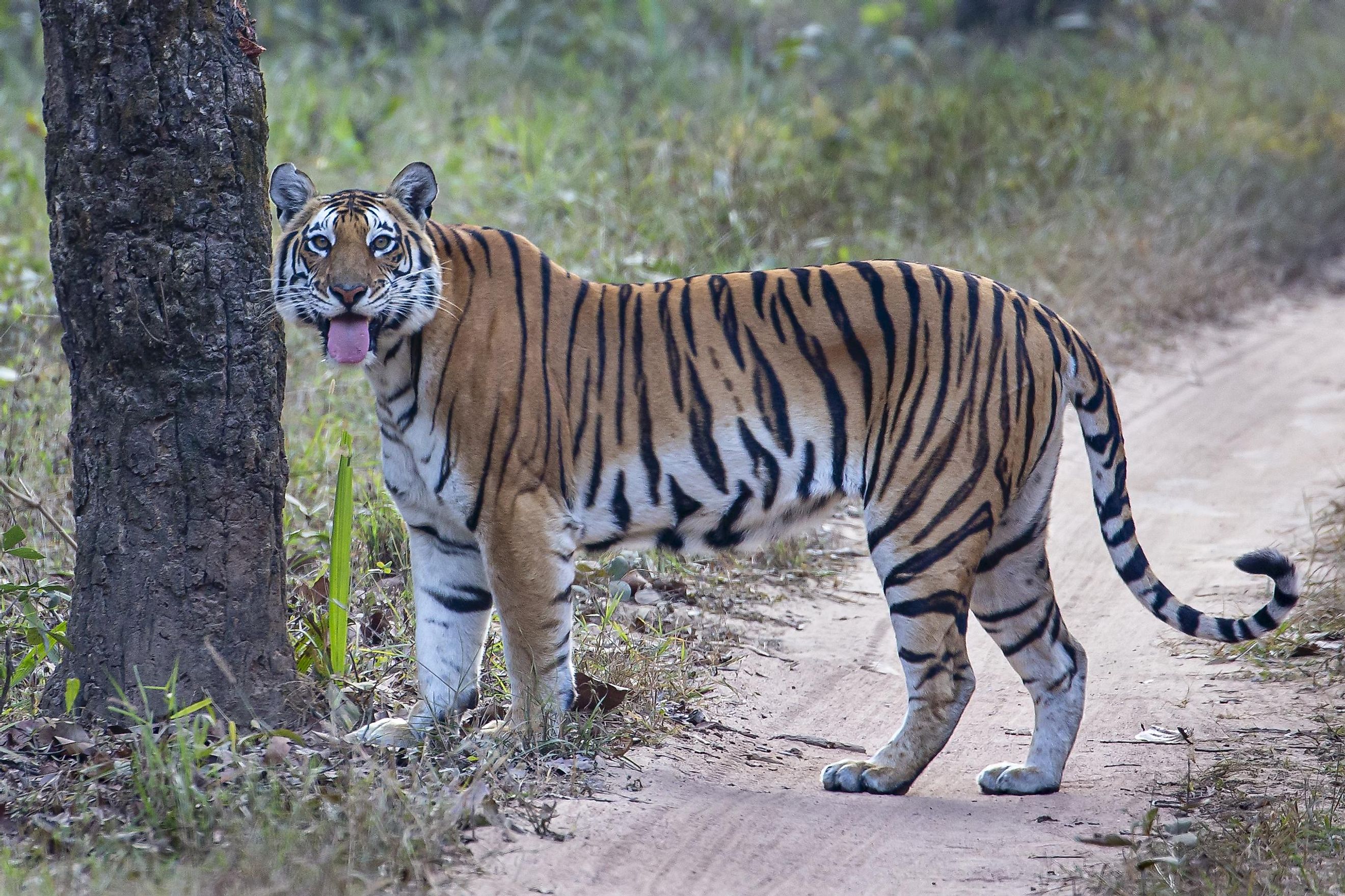 A tiger in Kanha National Park. Image credit: Sanchi Aggarwal