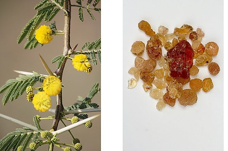 Vachellia Acacia plant (left) and derived, unprocessed, Gum Arabic (right).
