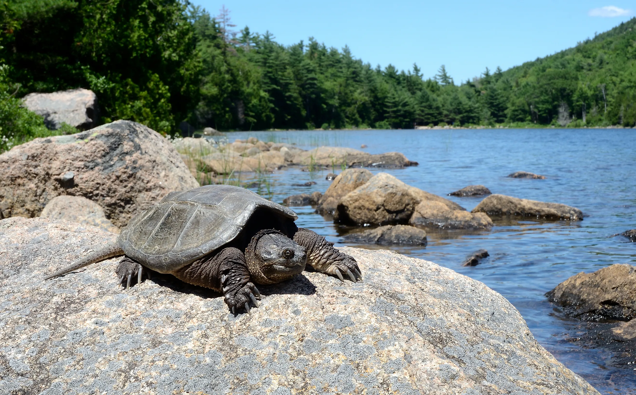 Common snapping turtle