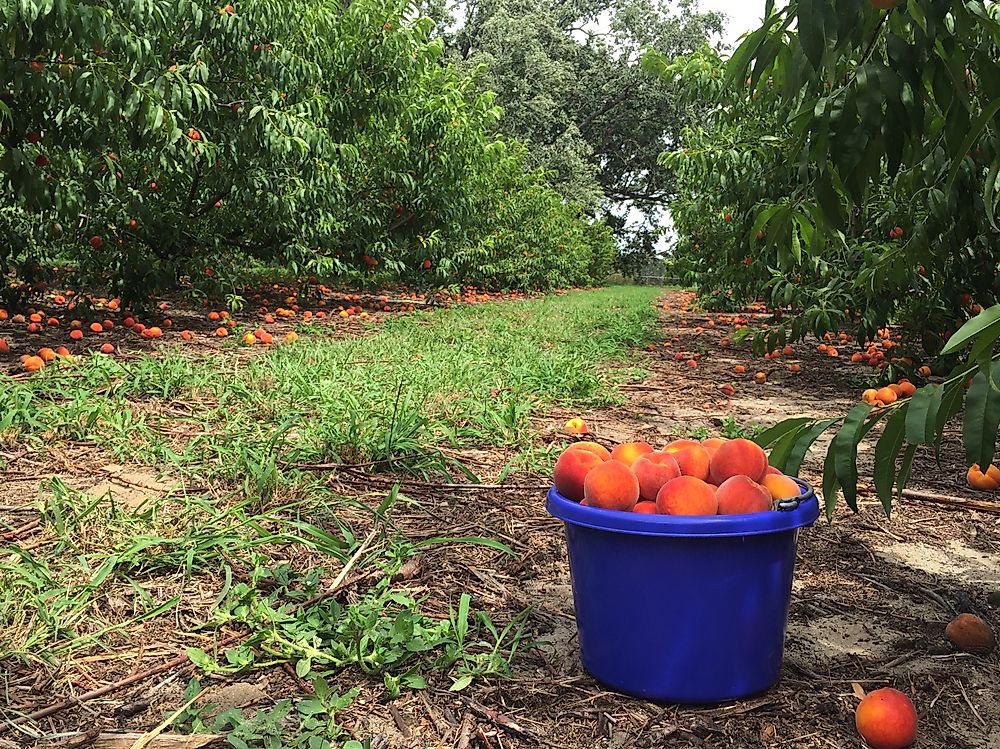 A peach orchard in Florida.