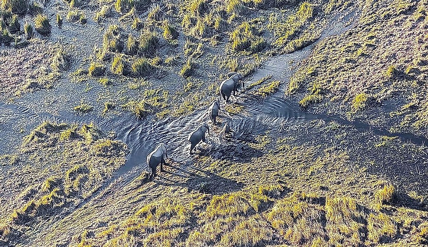 A herd of elephants on the move in the Okavango delta wetland habitat of Botswana in Africa.