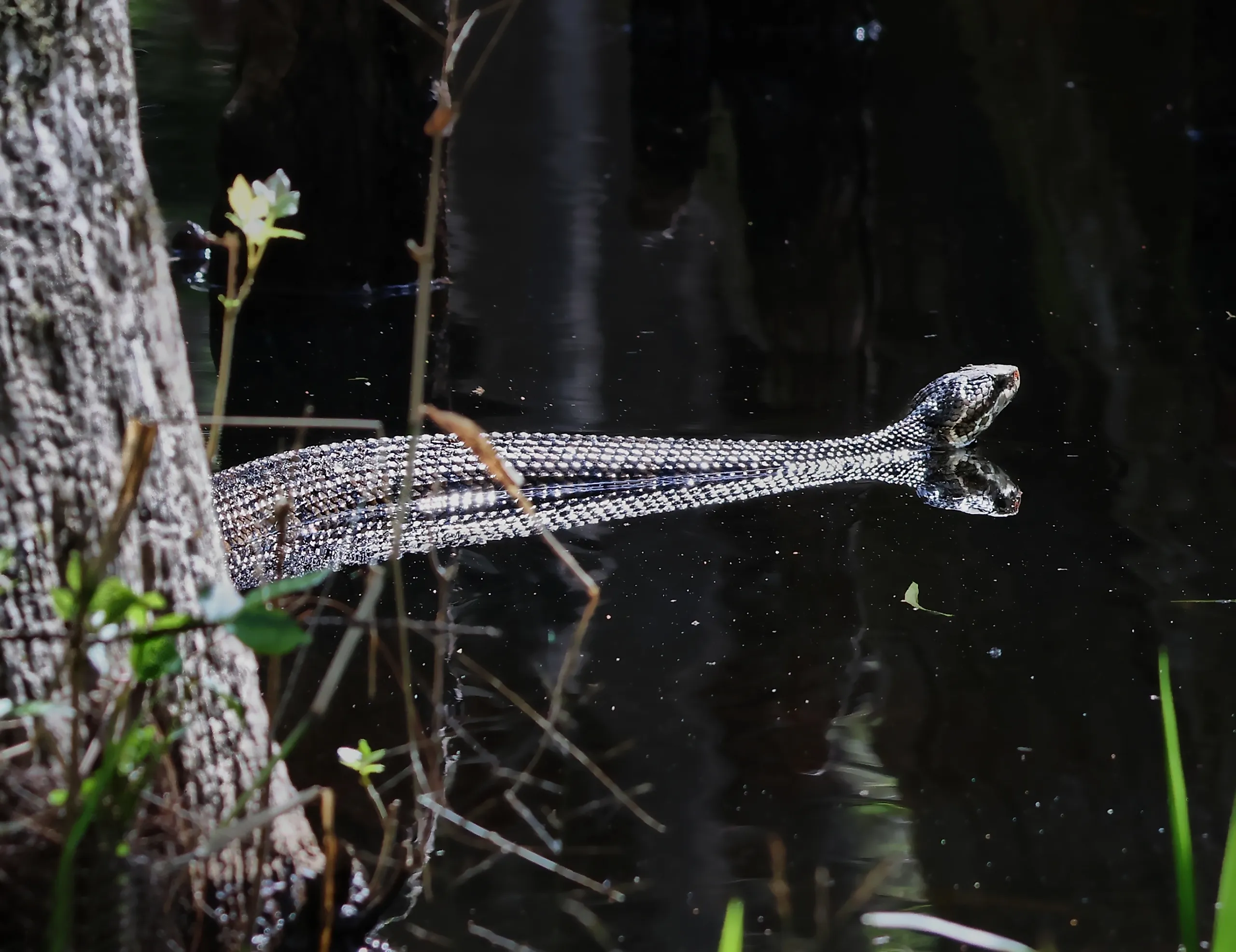 A Cottonmouth Snake Swimming in the Swamps. Editorial Photo Credit: Jean Blom