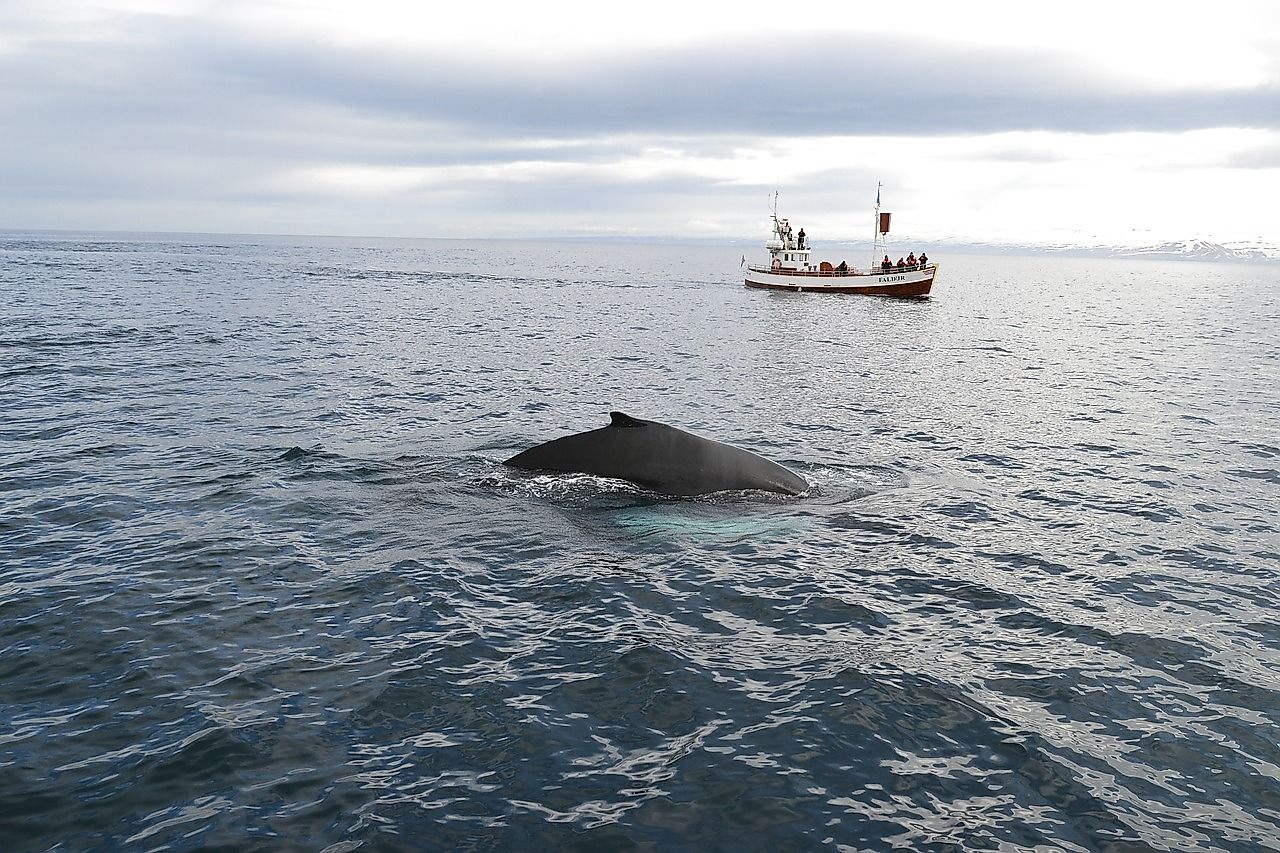 Iceland is one of the world's best whale-watching spots. Image credit: Marina888lyakun/Pixabay