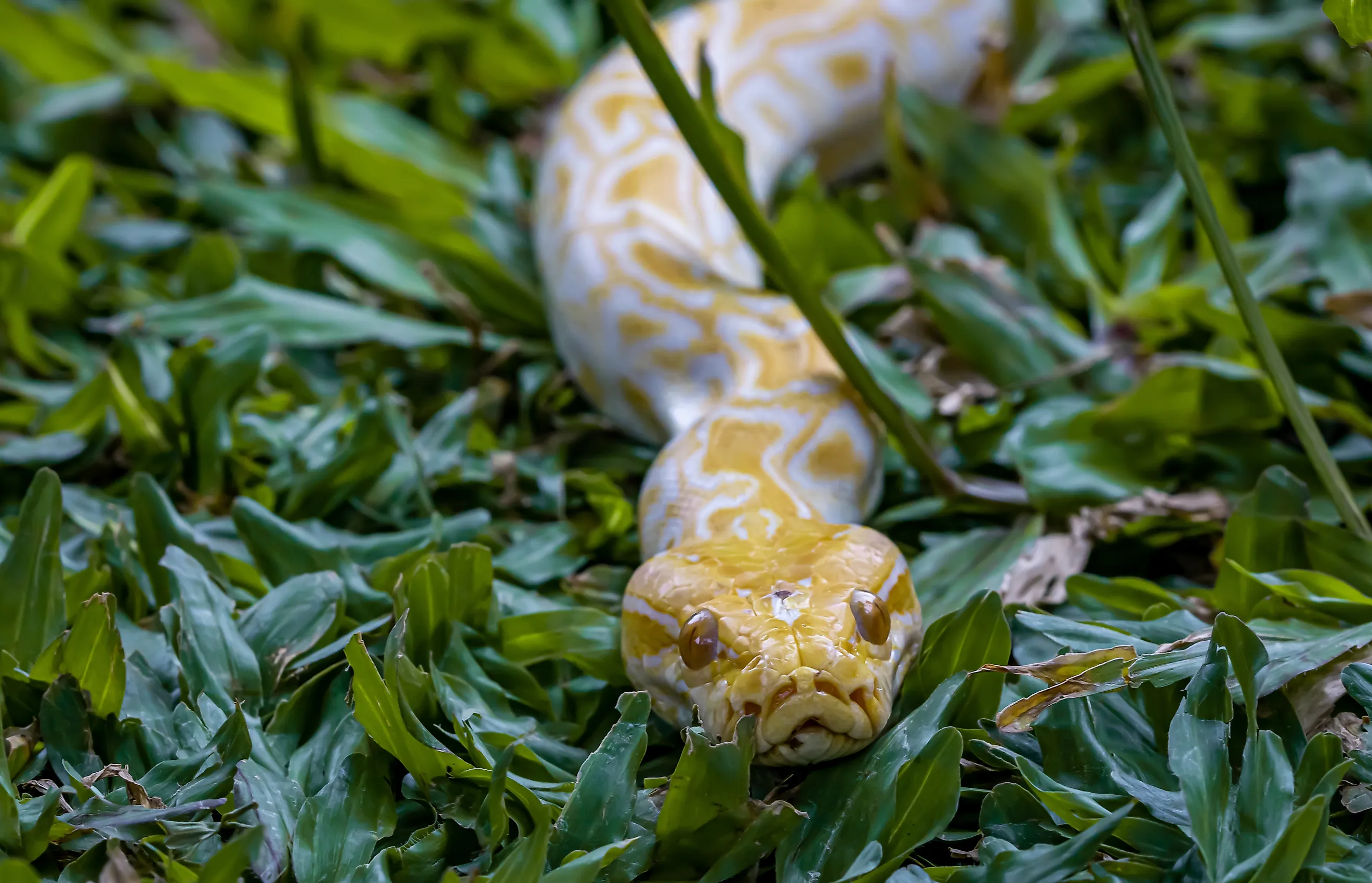 Burmese python.