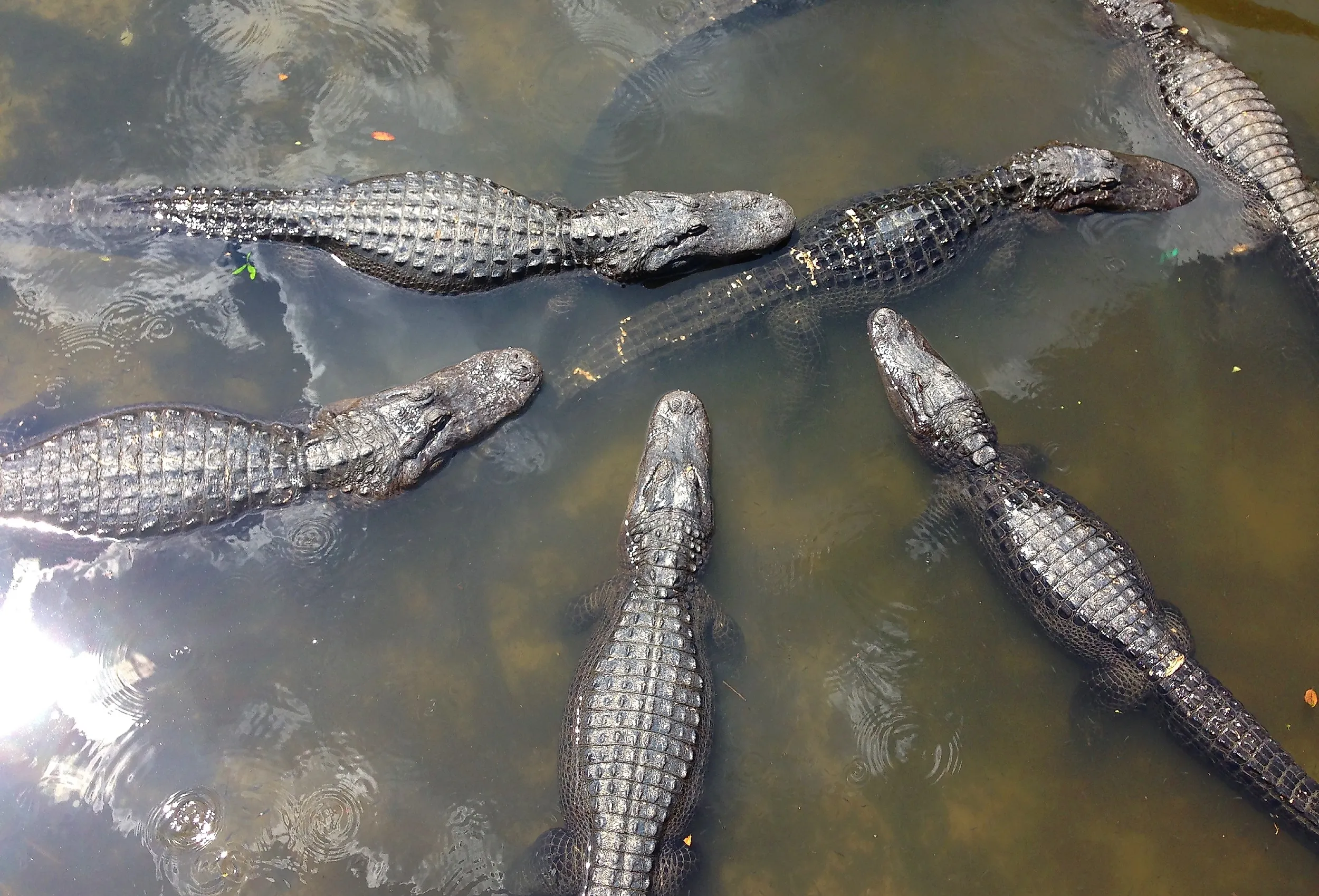 American Alligators in a swamp.