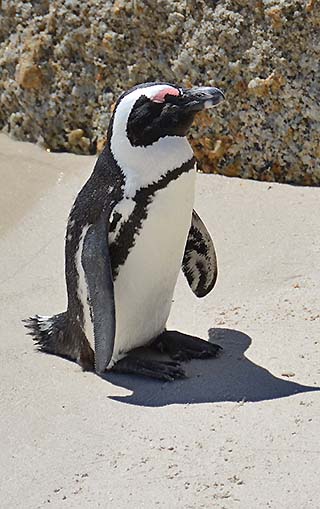 south africa penguin