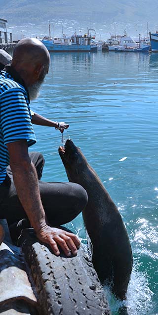 feeding seals in hout bay