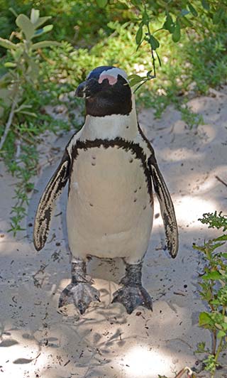 penguin