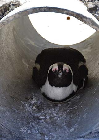 penquin south africa