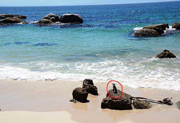 penguin rules the beach