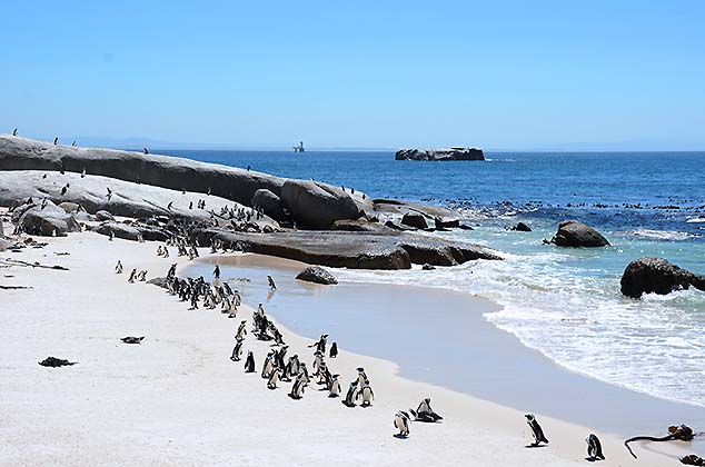 penguin colony south africa