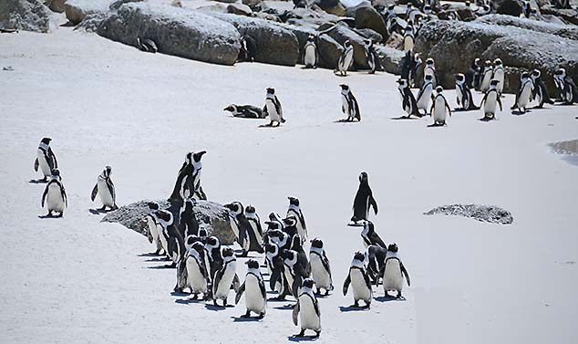 penguins in south africa