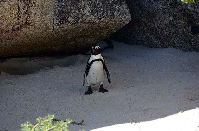 penquin south africa