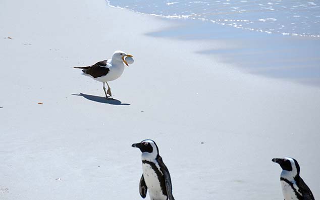seagulls eat penguin eggs