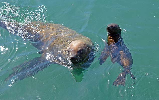 seal in the cape hout harbor