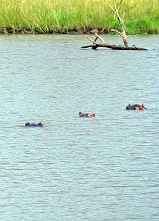hippos south africa