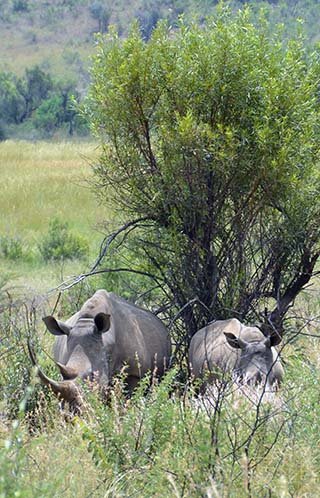 rhinos in the bush south africa
