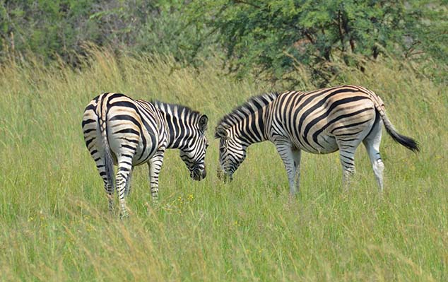 zebras south africa