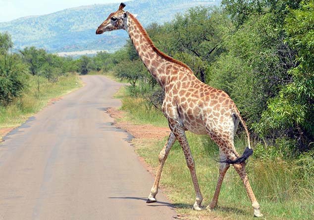 south africa giraffe