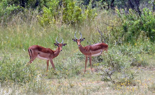 antelope south africa