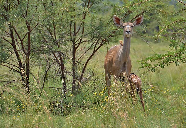 antelope south africa