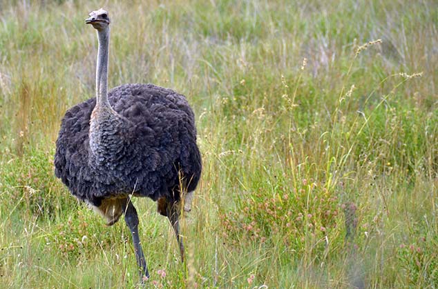 ostrich south africa