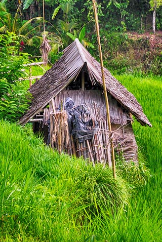 bali