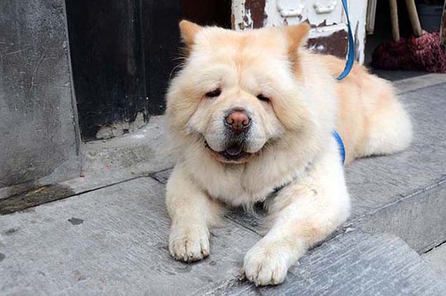 chinese dogs