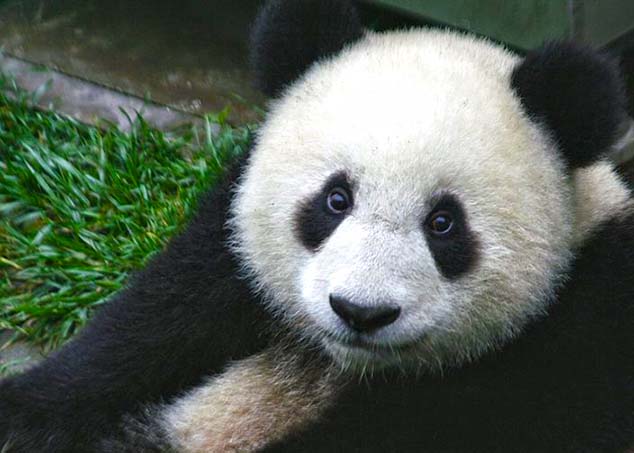 panda china