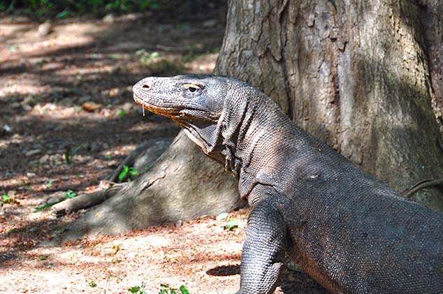 komodo island