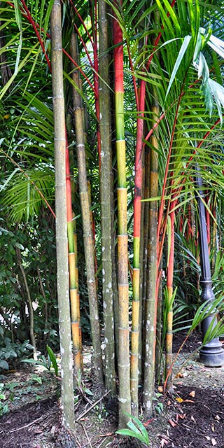 palms singapore