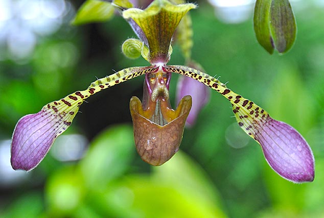 orchid singapore