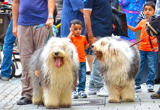 big dogs salzburg