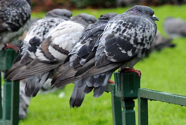 pigeons bergen norway