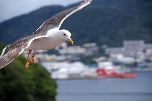 seagull bergen norway