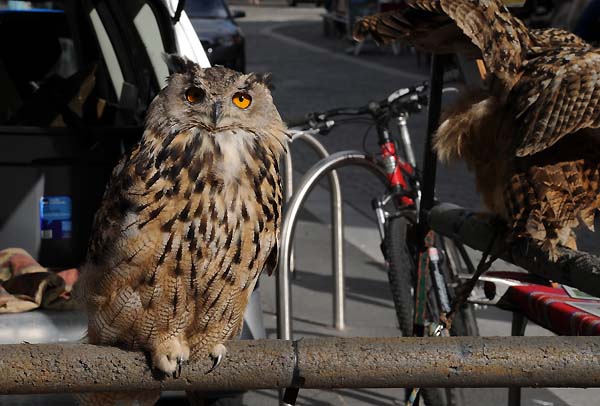 eagle owl
