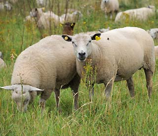 sheep in rotterdam