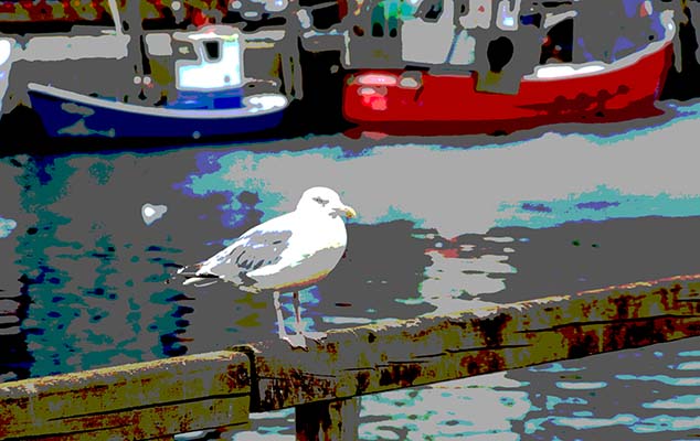 seagull warnemunde germany