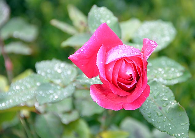 perfect rose bamberg