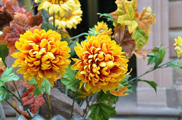 yellow flowers miltenburg