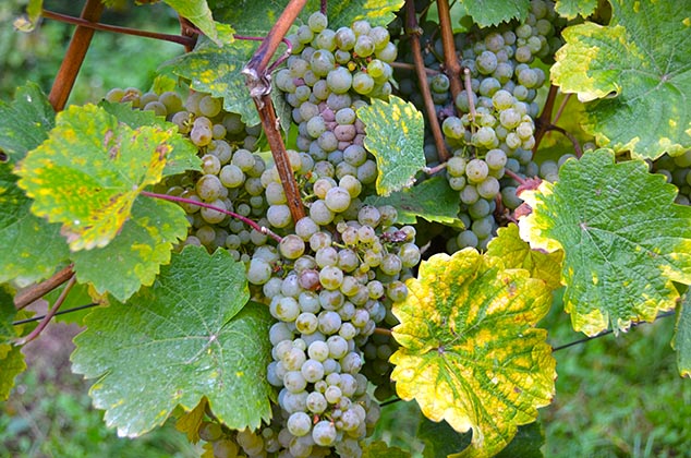 Rudesheim Germany grapes