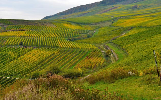 Rudesheim Germany vineyard