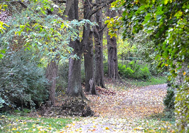 fall trees wurzburg germany