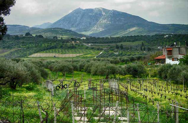 olive trees greece