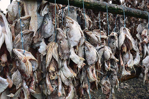 fish drying iceland