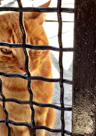 kitty jail rome
