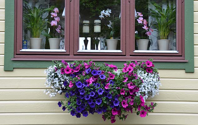 flowers in alesund
